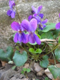 Viola riviniana